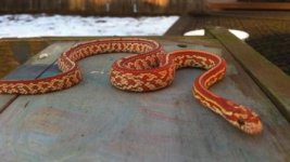 snakes jan 2014 1042.jpg