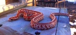 snakes jan 2014 1047.jpg