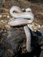 Leviathan March '11 - 7.jpg