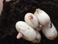 Snowstorm Brewing!.jpg