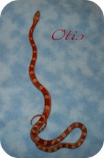 otis1-13 (422x640).jpg
