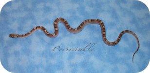 periwinkle1-13 (640x312).jpg