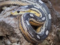 Lady Jan '11 - close up - 9.jpg