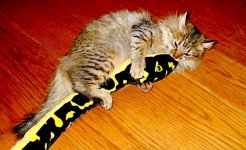Attack Cat 3.jpg