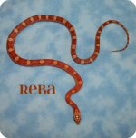 reba1-13 (635x640).jpg
