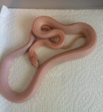 Solace Remedy Mirage_ opal stripe phet caramel anery hypo.jpg Solace Remedy Mirage_ opal stripe phet caramel anery hypo.jpg