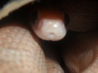peek-a-boo.JPG