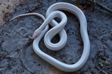Mingo Nov 2014-5.jpg