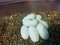 eggs.jpg