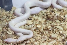 IMG_5423 Blizzard Blood x Same (2) .JPG