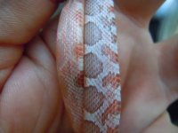 DSCN4530.JPG