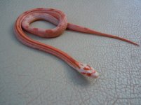 Seraphina 2.jpg Seraphina 2.jpg