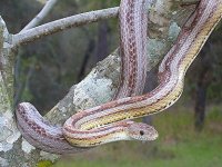 Figaro Nov '04 - 2.JPG