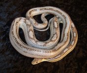 Figaro March '06 - 3.JPG