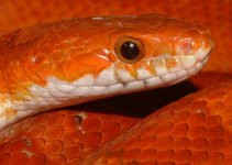 bloodred042.JPG