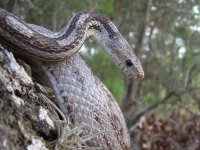 Figaro Nov '08 - 2.jpg