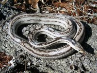 Fiesta Jan '11 - 2.jpg