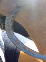 Tail.jpg