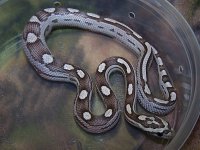 014 anery motley het dilute caramel stripe - F - 8-24-11 - A.jpg