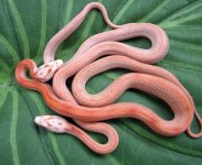 Fire St Hatchlings.jpg