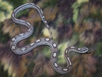 014 anery motley het dilute caramel stripe - F - 10-17-11 - A.jpg