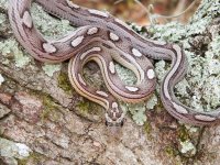014 anery motley het dilute caramel stripe - F - 5-13-12.jpg