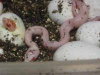 Snows Hatching.JPG