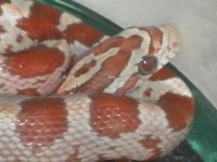 Blue eyed hypo 117.jpg
