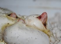 DSC_0007.JPG