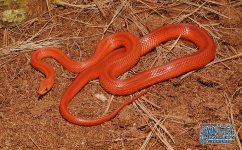 Striped Hypo Bloodred RH, A1, 1000c.jpg