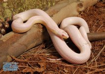 Striped Snow Blood RH, A1, 1000c.jpg