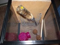 New mouse cage 3.JPG