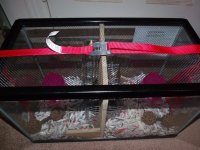 New mouse cage 5.JPG