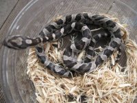 anery female 1st pic.jpg