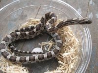 Anery male 1st pic.jpg