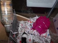New mouse cage 7.JPG