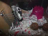 New mouse cage 8.JPG