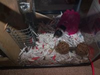 New mouse cage 9.JPG