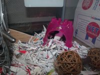 New mouse cage 10.JPG