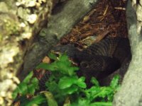 Slide060.jpg Slide060.jpg