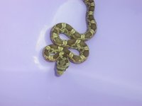 Grey rat snake 1.jpg