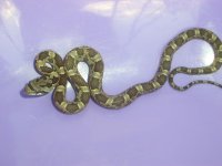 Grey rat snake  (3).jpg