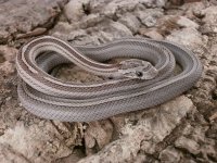 0.1anerytesserastriped1haut5.JPG