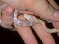 hypolavbelly.jpg