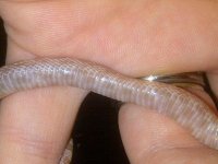 hypolavbelly2.jpg