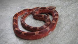 Pied het St M.JPG