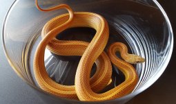 Motley Stripe tessera het snow male.jpg
