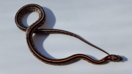 Tessera F above 800.jpg