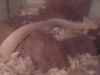 nagini herself.jpg