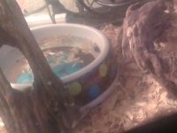 nagini unclean 2.jpg